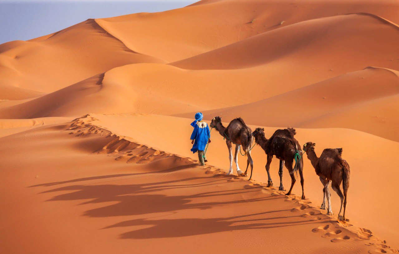 Camel ride