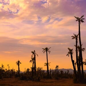 Quad Biking & Camel Ride in Marrakech Palmeraie